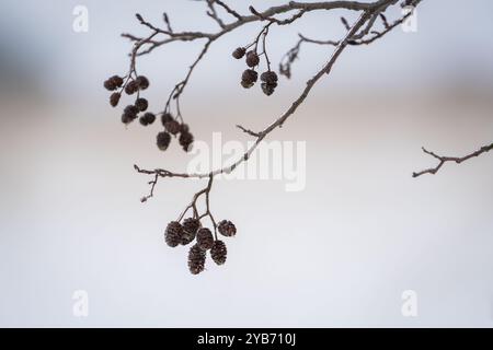 Catkins oder Erlenkegel, Gemeine Erle (Alnus glutinosa) im Winter. Zweig von Alnus glutinosa, Schwarzerle oder Europäische Erle. Stockfoto