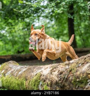 Gelber Labrador Retriever, der auf einen gefallenen Baum im Wald springt Stockfoto