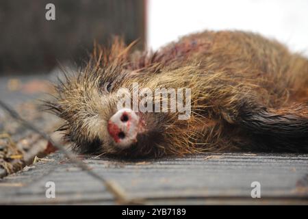 Totes Wildschwein Stockfoto