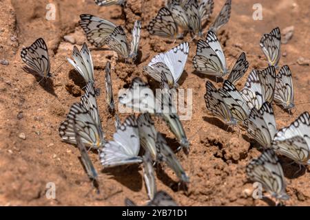 Schmetterlinge Pioneer Caper Whites, Braunadern im Kalahari-Sand Stockfoto