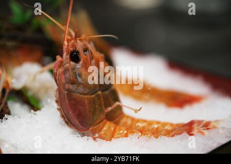 Nahaufnahme roher Cambarus-Garnelen auf Eis. Frische Meeresfrüchte in der japanischen Küche Stockfoto