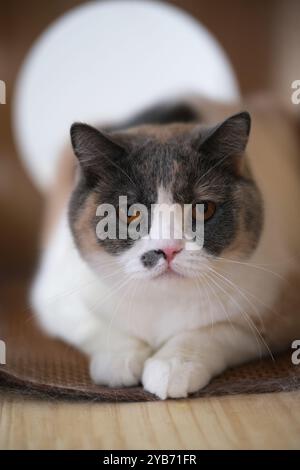 Britische Kurzhaarkatze, die aus nächster Nähe in die Kamera schaut Stockfoto