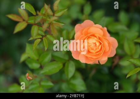 Orange Rosa-Chinensis-Blüte mit grünen Blättern. Auch Chinesische Rose genannt Stockfoto