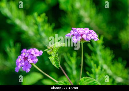 Zarte lila Blüten erstrahlen anmutig aus grünen Blättern und fangen die Essenz eines sonnigen Tages in einer ruhigen Gartenumgebung ein und laden ein Stockfoto