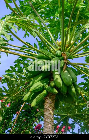 In einem lebhaften tropischen Garten erhebt sich ein gesunder Papaya-Baum, der eine reiche Ansammlung unreifer grüner Früchte vor einem Hintergrund von lebhaftem Grün zeigt Stockfoto