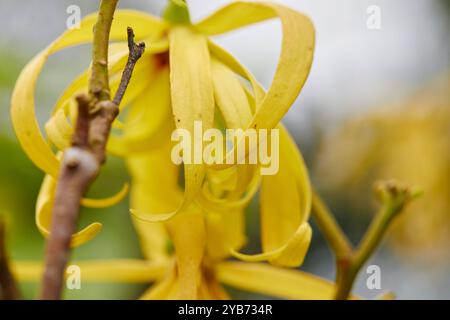 Nahaufnahme der gelben Ylang-Ylang-Blume, die auf Baumästen blüht Stockfoto