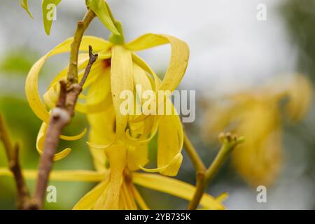 Nahaufnahme der gelben Ylang-Ylang-Blume, die auf Baumästen blüht Stockfoto