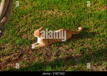 Eine orangene Katze streckt sich gemütlich auf dem sonnendurchfluteten Gras und genießt einen warmen Nachmittag. Sein Fell glitzert, während es sich in der Nähe eines Baumes entspannt und sich in der Natur sonnt Stockfoto