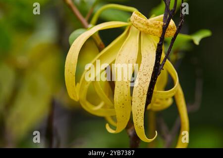 Nahaufnahme der gelben Ylang-Ylang-Blume, die auf Baumästen blüht Stockfoto