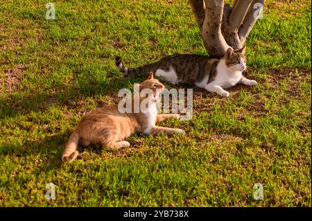 Zwei zufriedene Katzen sonnen sich im warmen Sonnenlicht, ein Ingwer und ein Tabby und genießen einen ruhigen Moment zusammen auf einem üppig grünen Rasen unter einem Baum. Stockfoto