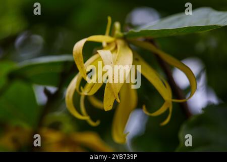 Nahaufnahme der gelben Ylang-Ylang-Blume, die auf Baumästen blüht Stockfoto