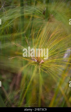 Papyrus (Cyperus papyrus) im Combeima Canyon, Ibague, Kolumbien Stockfoto