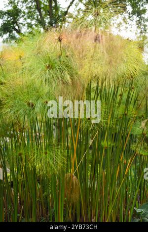 Papyrus (Cyperus papyrus) im Combeima Canyon, Ibague, Kolumbien Stockfoto