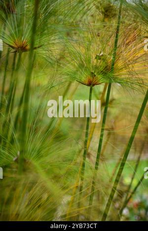 Papyrus (Cyperus papyrus) im Combeima Canyon, Ibague, Kolumbien Stockfoto