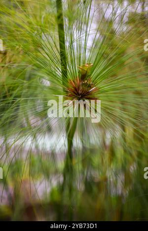 Papyrus (Cyperus papyrus) im Combeima Canyon, Ibague, Kolumbien Stockfoto