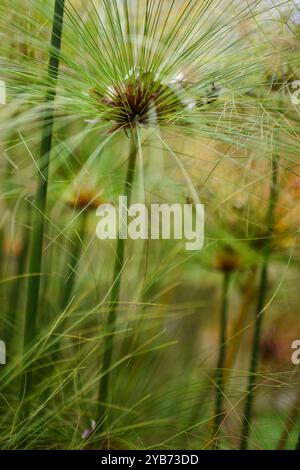 Papyrus (Cyperus papyrus) im Combeima Canyon, Ibague, Kolumbien Stockfoto