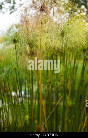 Papyrus (Cyperus papyrus) im Combeima Canyon, Ibague, Kolumbien Stockfoto