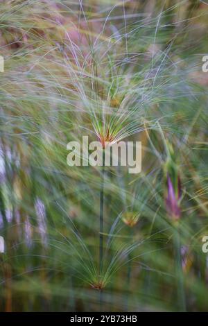 Papyrus (Cyperus papyrus) im Combeima Canyon, Ibague, Kolumbien Stockfoto