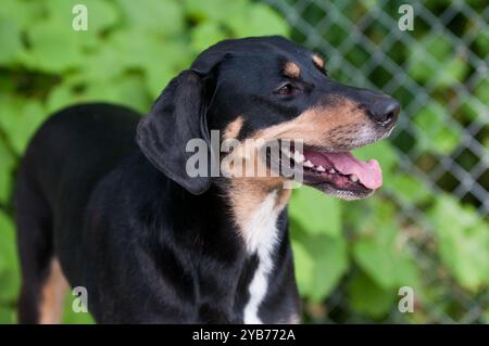Glücklicher Mischhund mit offenem Mund und ausgezogener Zunge Stockfoto