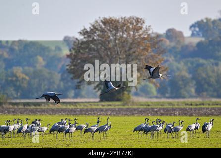 Sachsendorf, Deutschland. Oktober 2024. Krane (Grus grus) stehen auf einem Feld im Oderbruch. Viele tausend Kraniche auf dem Weg zum südlichen Überwinterungsgebiet ruhen derzeit in den weiten Feldern des Oderbruchs. Quelle: Patrick Pleul/dpa/Alamy Live News Stockfoto