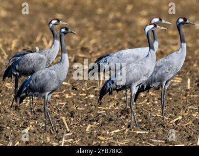 Sachsendorf, Deutschland. Oktober 2024. Krane (Grus grus) stehen auf einem Feld im Oderbruch. Viele tausend Kraniche auf dem Weg zum südlichen Überwinterungsgebiet ruhen derzeit in den weiten Feldern des Oderbruchs. Quelle: Patrick Pleul/dpa/Alamy Live News Stockfoto