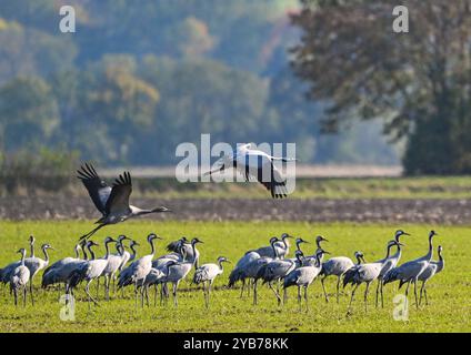 Sachsendorf, Deutschland. Oktober 2024. Krane (Grus grus) stehen auf einem Feld im Oderbruch. Viele tausend Kraniche auf dem Weg zum südlichen Überwinterungsgebiet ruhen derzeit in den weiten Feldern des Oderbruchs. Quelle: Patrick Pleul/dpa/Alamy Live News Stockfoto