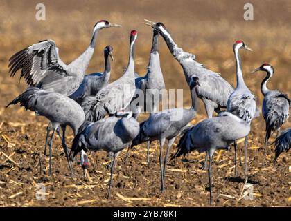 Sachsendorf, Deutschland. Oktober 2024. Krane (Grus grus) stehen auf einem Feld im Oderbruch. Viele tausend Kraniche auf dem Weg zum südlichen Überwinterungsgebiet ruhen derzeit in den weiten Feldern des Oderbruchs. Quelle: Patrick Pleul/dpa/Alamy Live News Stockfoto