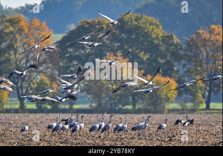 Sachsendorf, Deutschland. Oktober 2024. Krane (Grus grus) landen auf einem Feld im Oderbruch. Viele tausend Kraniche auf dem Weg zum südlichen Überwinterungsgebiet ruhen derzeit in den weiten Feldern des Oderbruchs. Quelle: Patrick Pleul/dpa/Alamy Live News Stockfoto