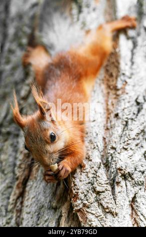 Das rote Eichhörnchen balanciert kopfüber. Sie isst Erdnüsse und hält sich mit ihren Hinterbeinen am Stamm einer Kiefer fest. Nahaufnahme, vertikales Foto. Stockfoto