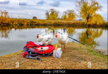 Zwei Hühner kamen zum Angelplatz des Fischers. Eine Angelrute ist am Ufer des Teichs installiert, ein Rucksack und Angelzubehör sind in der Nähe. Stockfoto