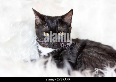 Eine schwarz-weiße Katze, die sich durch ihre auffälligen gelben Augen auszeichnet, liegt bequem auf einer weichen, flauschigen weißen Decke im Zimmer Stockfoto