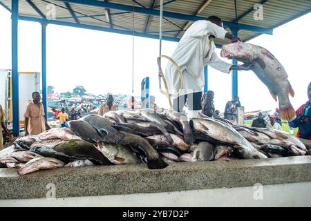 Ein Mann lädt Nilbarschfische in einem Sammelzentrum in Kasensero am Victoriasee in Uganda Stockfoto