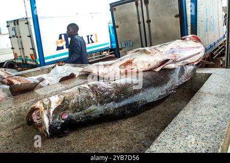 Nilbarsch fischen in einem Sammelzentrum in Kasensero am Victoriasee in Uganda Stockfoto