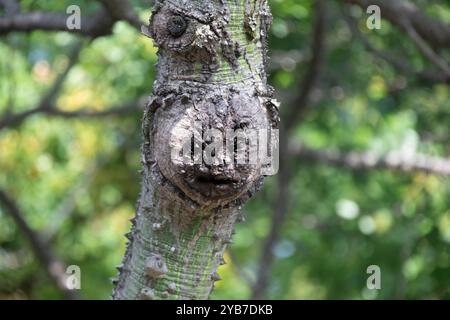 Tropischer Baumstamm mit Struktur, die einem gespenstischen menschlichen Gesicht ähnelt Stockfoto