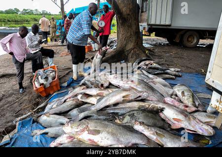 Fischer sortieren ihren Fang in Kasensero am Ufer des Victoria-Sees - Uganda Stockfoto