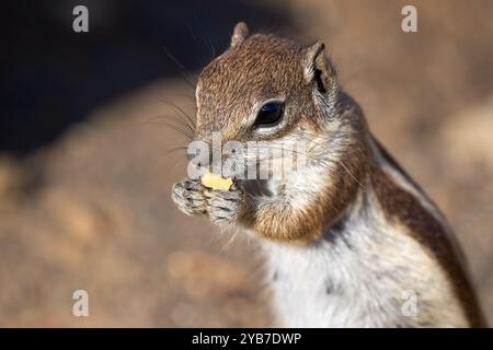 Eichhörnchen (Atlantoxerus getulus) aus nächster Nähe, das ein Stück Weißbrot isst Stockfoto