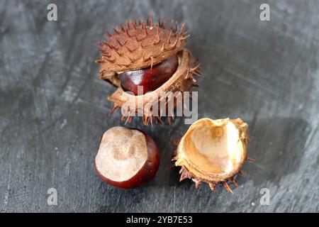 Nahaufnahme von Kastanien auf dunkelgrauem, strukturiertem Hintergrund mit Platz für Text. Herbstfarben. Stockfoto