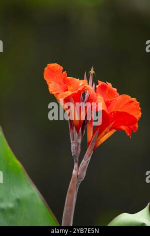 Wunderschöne rote Cannabisblüten mit Wassertropfen aus einer Regendusche. Auch Canna indica genannt. Stockfoto