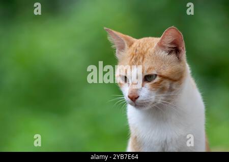 Schönes Porträt einer weißen und braunen Hauskatze oder Hauskatze. Auch bekannt als Felis catus. Stockfoto