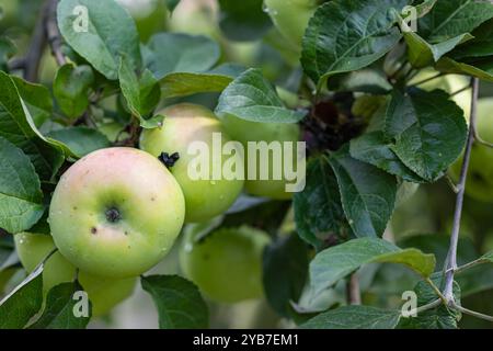 Frische grüne Äpfel hängen an einem Baumzweig mit Tautropfen an einem sonnigen Tag. Konzept von Bio-Obsternte, Natur und gesunder Ernährung im Obstgarten Stockfoto