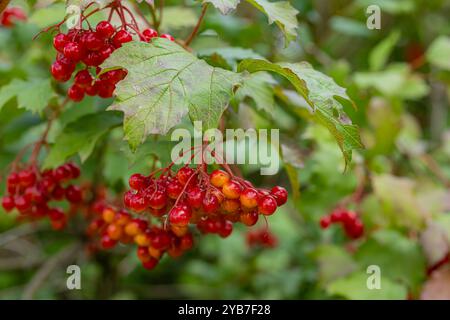 Lebhafte Gruppen von roten Viburnum-Beeren, die an Ästen mit grünen Blättern in einer natürlichen Umgebung hängen Stockfoto