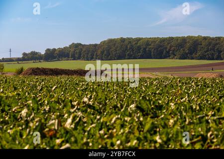 Panoramablick über ein Feld mit einer Reihe von Bäumen und einem Hügel im Hintergrund. Hochwertige Fotos Stockfoto