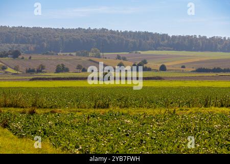 Panoramablick über ein Feld mit einer Reihe von Bäumen und einem Hügel im Hintergrund. Hochwertige Fotos Stockfoto