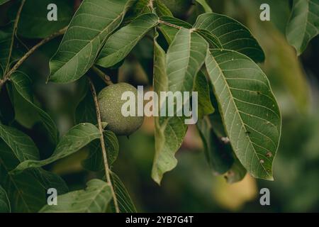 Eine detaillierte Aufnahme einer grünen, unreifen Walnuss auf einem Zweig inmitten üppiger grüner Blätter, die natürliches Wachstum und die Schönheit der Natur vermittelt. Stockfoto