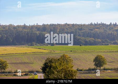 Panoramablick über ein Feld mit einer Reihe von Bäumen und einem Hügel im Hintergrund. Hochwertige Fotos Stockfoto