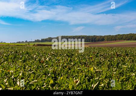 Panoramablick über ein Feld mit einer Reihe von Bäumen und einem Hügel im Hintergrund. Hochwertige Fotos Stockfoto