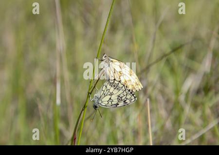 Marmoriertes weißes Paarungspaar - Melanargia galathea Stockfoto