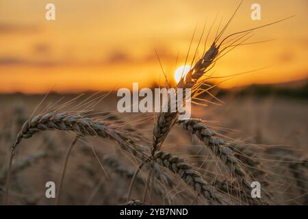 Reife Gerstenohren im Getreidefeld bei goldenem Sonnenuntergang. Stockfoto