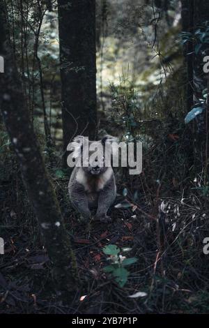 Australischer Bär Stockfoto