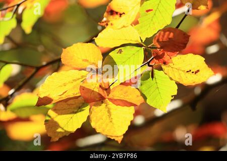 Bunte Blätter am Baum im Herbst Stockfoto